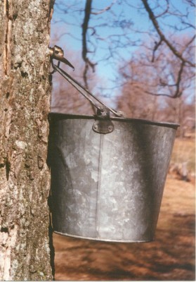 The Highland Maple Festival -sugar water drip by Devonia Gutshal Rexrode